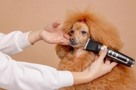 The 10 Best Dog Clippers in Australia 2026: Tested and Reviewed