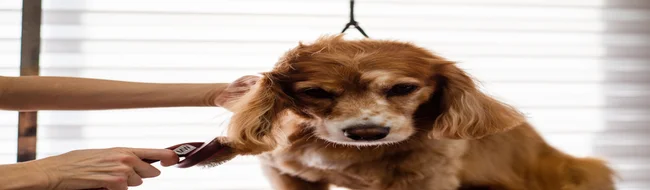 Fur King Dog Grooming Products